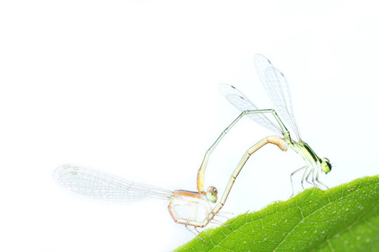 damselfly dragonfly mating isolated