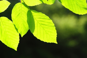 leaves