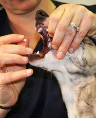faire prendre une pilule à un chien