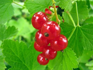 Red currant