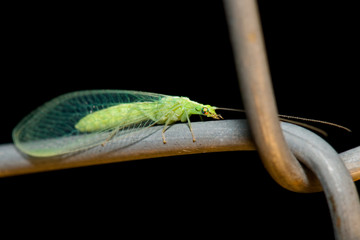 mosquito verde en fondo negro