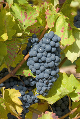 red grapes between green leaves of vine