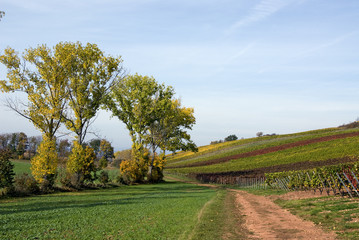 trees and lane next to a vineyard