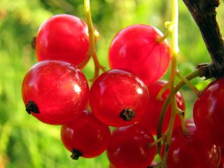 Berries of a red currant