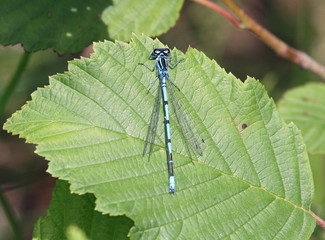 Azure damselfly