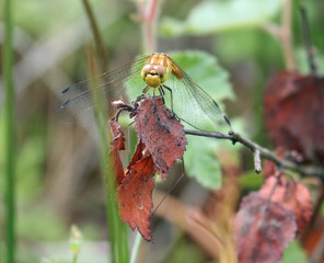 Ruddy Darter