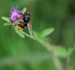 Hoverfly 2