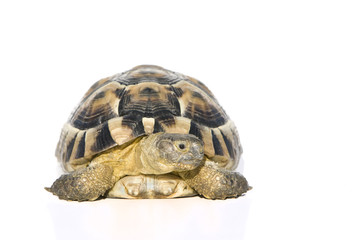 Griechische Landschildkröte (Testudo hermanni)