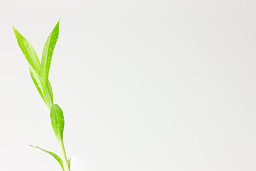 水滴のついたバンブーの葉