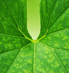 Green leaf background