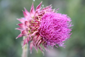 bur.burdock