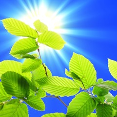 green leaves