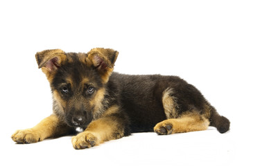 german shepard dog