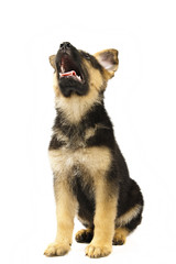 german shepard dog