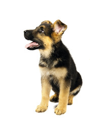 german shepard dog