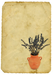 Lavender in terracotta pot on old paper background