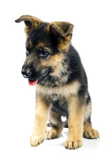 german shepard dog