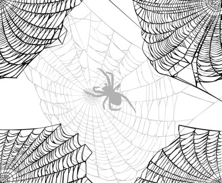 spider and web background
