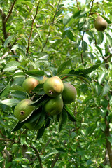 Reife Birnen am Baum