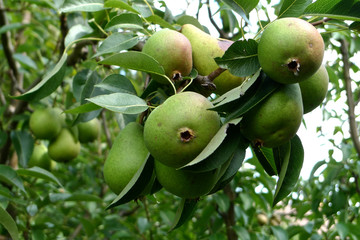 Reife Birnen am Baum