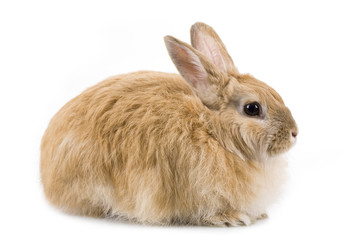 Fluffy rabbit