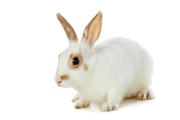 Obraz premium Fluffy mammal