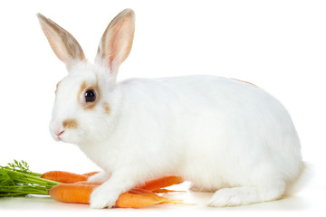 Rabbit with carrots