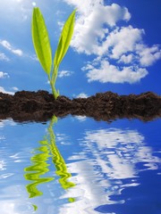 growth