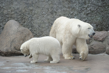 Obraz na płótnie Canvas White polar bears family