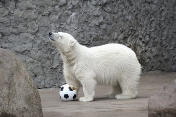 Little white polar bear with ball