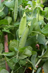 pea pods