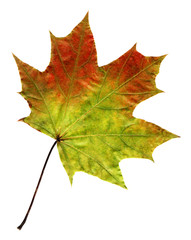 Obraz premium Autumn leaf