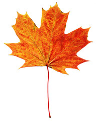Fototapeta premium Autumn leaf