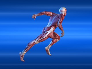 Fototapeta na wymiar männliche Muskelsystem beim Sprint