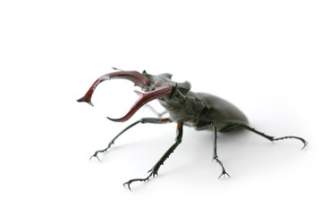 Strong Bug Lucanus Cervus