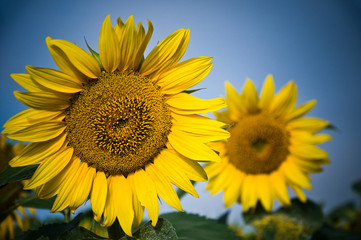 Fototapeta premium tournesols