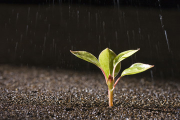 Plant