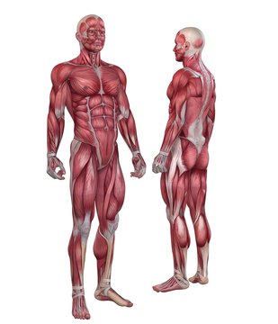 Muskelsystem - Mann