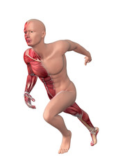 Fototapeta premium männliches Muskelsystem