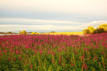 Obraz na płótnie Canvas Beautiful meadow of wildflowers