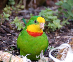 Schildsittich - Polytelis swainsonii