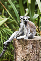 Lemur sat on a tree stump.