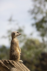 The watchful Meerkat.