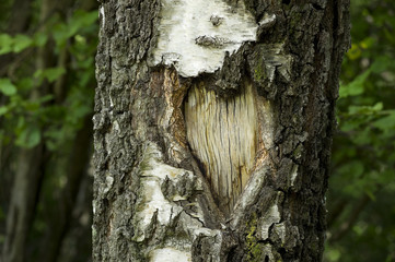 cuore inciso nel tronco di un albero