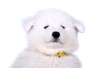 Portrait Samojedenwelpe