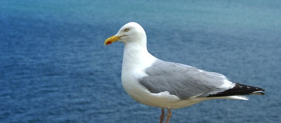 goeland cendré