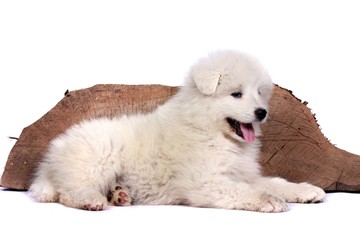 Samojedenwelpe liegt vor einem Baumstamm