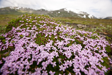 Obraz premium Pink mountain flowers