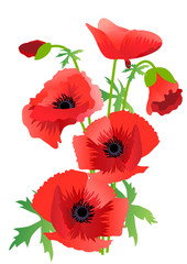 Red poppy