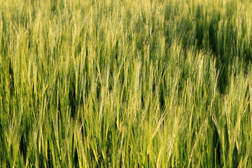 Goldene Ernte - Gerstenfeld im Sonnenlicht - Textur